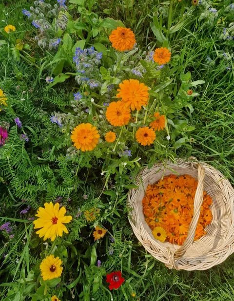 Calendula Lip Balm - EcoBeo