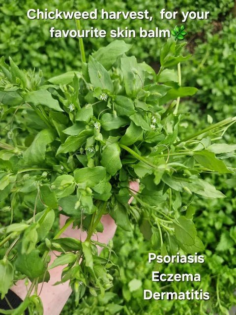Chickweed Balm - EcoBeo